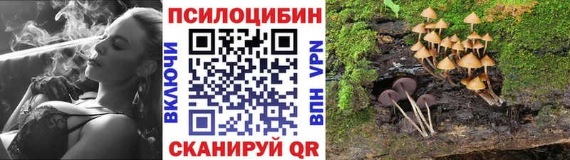 как найти наркотики  Ростов  мориарти формула  Псилоцибиновые грибы Psilocybe 